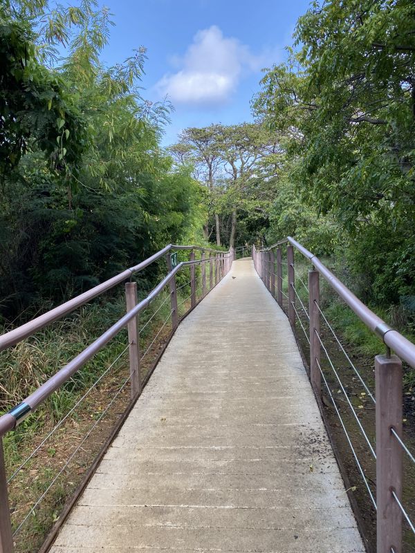 Backyard Walkway Construction
